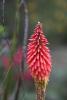 Aloe Flower, Succulent, OFFD01_287