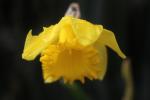 Daffodil flower, OFFD01_300
