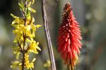 Aloe Flower, Succulent, OFFD02_015