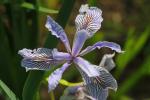 Iris Flower, OFFD02_024