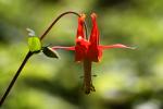 Crimson Columbine, (Aquilegia formosa), Bell Shaped Flower, Perennial, OFFD02_027