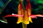 Crimson Columbine, (Aquilegia formosa), Bell Shaped Flower, Perennial, OFFD02_030