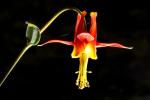 Crimson Columbine, (Aquilegia formosa), Bell Shaped Flower, Perennial
