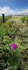 Star Thistle Flower, Fence, Marin County, California, Panorama, Starflower, star, OFFD02_034