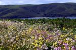 Tomales Bay, Point Reyes, OFFD02_035