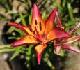 Lily flower, OFFD02_039