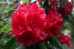 Rhododendron, OFFD02_072