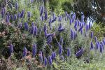 Pride of Madeira, (Echium candicans), Purple blue spiked flowers, purplish subshrub, OFFD02_074