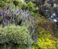 Pride of Madeira, (Echium candicans), Purple blue spiked flowers, subshrub