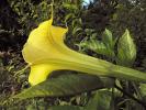 Bugle Flower, Brumansia, Angel's Trumpet Plant, OFFD02_089