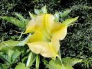 Brumansia, Angel's Trumpet Plant, flower, OFFD02_090B