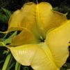 Bugle Flower, Brumansia, Angel's Trumpet Plant, OFFD02_091