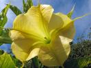 Brumansia, Angel's Trumpet Plant, flower, OFFD02_092