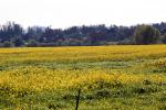 Sonoma County Mustard field, OFFD02_102