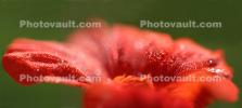 nasturtium petal, dew drops, OFFD02_112