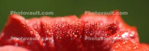 nasturtium petal, OFFD02_114