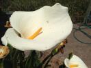 Cala Lilly Flower, OFFD02_132