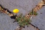 Flower Grows in the Crack of a Rock, the will to live, OFFD02_145