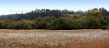 Field of Flowers, Freestone California, OFFD02_157