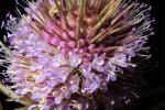 Star Thistle Flower, OFFD02_160
