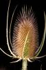 Star Thistle Flower, OFFD02_161