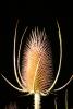 Star Thistle Flower, OFFD02_162
