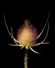 Star Thistle Flower, OFFD02_167