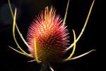 Star Thistle Flower, OFFD02_168