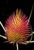 Star Thistle Flower, OFFD02_170