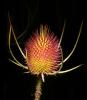 Star Thistle Flower, OFFD02_171