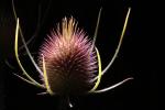 Star Thistle Flower, OFFD02_176
