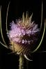 Star Thistle Flower, OFFD02_182