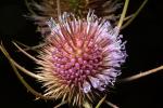 Star Thistle Flower, OFFD02_186