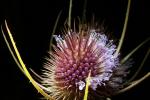 Star Thistle Flower, OFFD02_187