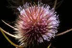 Star Thistle Flower, OFFD02_188