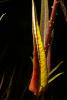 Star Thistle Flower, OFFD02_194