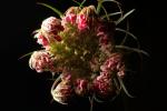 Star Thistle Flower, OFFD02_195