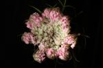 Star Thistle Flower, OFFD02_197