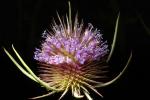 Star Thistle Flower, OFFD02_198