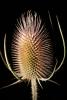 Star Thistle Flower, OFFD02_199