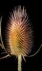 Star Thistle Flower, OFFD02_200