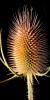 Star Thistle Flower, OFFD02_201