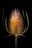 Star Thistle Flower, OFFD02_202