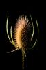 Star Thistle Flower, OFFD02_203
