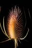 Star Thistle Flower, OFFD02_204