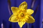 Daffodil, OFFD02_211