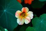 nasturtium flower, OFFD02_232