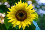 Sunflower, OFFD02_239