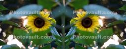 Sunflower, OFFD02_240
