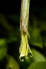 Brumansia, Angel's Trumpet Plant, flower, OFFD02_268